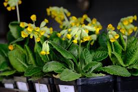 Attēlu rezultāti vaicājumam “Primula veris leaf”