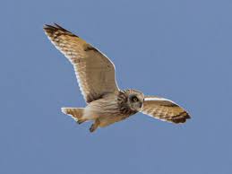 Attēlu rezultāti vaicājumam “Asio flammeus adult”