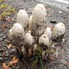 Attēlu rezultāti vaicājumam “Coprinus comatus”