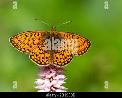 Attēlu rezultāti vaicājumam “Boloria eunomia upperside”