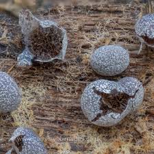 Attēlu rezultāti vaicājumam “Badhamia nitens”