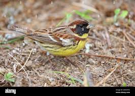 Image result for Emberiza aureola