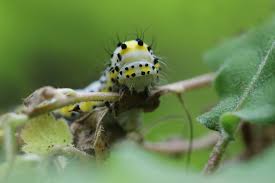 Attēlu rezultāti vaicājumam “Diloba caeruleocephala larva”