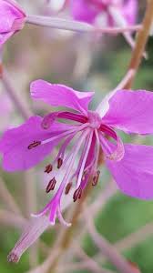 Image result for Epilobium angustifolium
