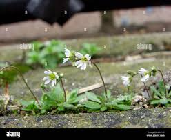 Attēlu rezultāti vaicājumam “Erophila verna flower”