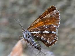 Attēlu rezultāti vaicājumam “Bupalus piniaria male”