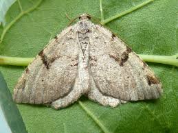 Attēlu rezultāti vaicājumam “Macaria wauaria”