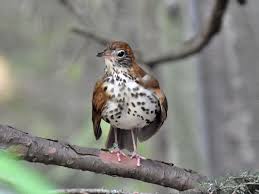 Image result for Hylocichla mustelina