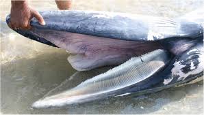 Image result for Balaenoptera omurai
