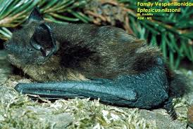 Attēlu rezultāti vaicājumam “Eptesicus nilssonii”