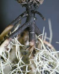 Attēlu rezultāti vaicājumam “Usnea subfloridana”