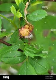 Attēlu rezultāti vaicājumam “Diplolepis bicolor”