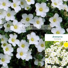 Attēlu rezultāti vaicājumam “Carex arenaria  flower”