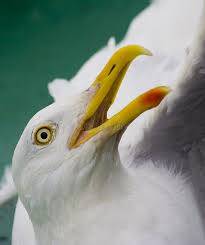 Image result for vissen