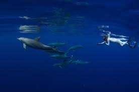 Afbeeldingsresultaat voor dolfijnen