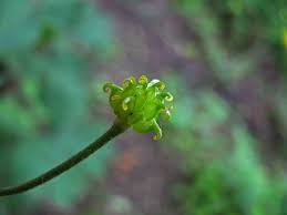 Attēlu rezultāti vaicājumam “Ranunculus lanuginosus bud”