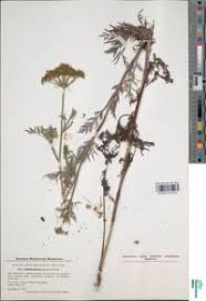 Attēlu rezultāti vaicājumam “Cnidium dubium”