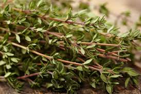 Attēlu rezultāti vaicājumam “Thymus serpyllum leaf”