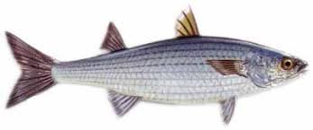 Image result for Mugil liza