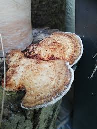 Attēlu rezultāti vaicājumam “Daedaleopsis confragosa”