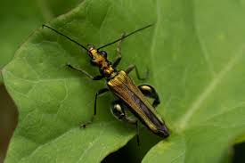 Attēlu rezultāti vaicājumam “Oedemeridae”