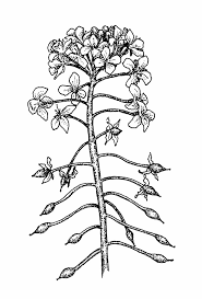 Attēlu rezultāti vaicājumam “Rorippa amphibia leaf”