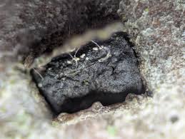 Attēlu rezultāti vaicājumam “Arcyria denudata spores”