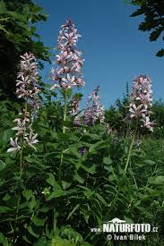 Image result for Diptam