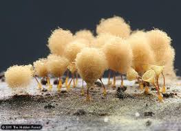 Attēlu rezultāti vaicājumam “Hemitrichia calyculata young”