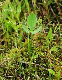 Attēlu rezultāti vaicājumam “Menyanthes trifoliata leaf”