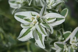 Attēlu rezultāti vaicājumam “Euphorbia palustris fruit”