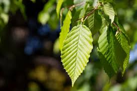 Attēlu rezultāti vaicājumam “Carpinus betulus leaf”