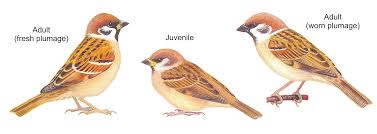 Attēlu rezultāti vaicājumam “Passer montanus adult”