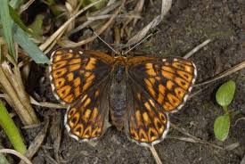 Attēlu rezultāti vaicājumam “Hamearis lucina underside”