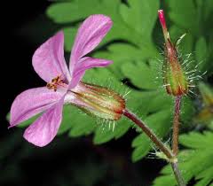 Attēlu rezultāti vaicājumam “Geranium robertianum”