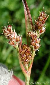 Attēlu rezultāti vaicājumam “Luzula multiflora fruit”