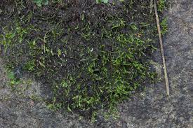 Attēlu rezultāti vaicājumam “Hygroamblystegium tenax”