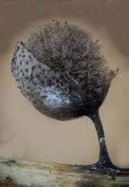 Attēlu rezultāti vaicājumam “Lamproderma echinosporum”