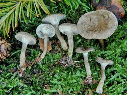 Attēlu rezultāti vaicājumam “Cantharellula umbonata”