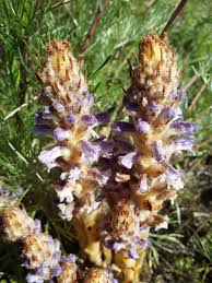 Attēlu rezultāti vaicājumam “Orobanche coerulescens flower”