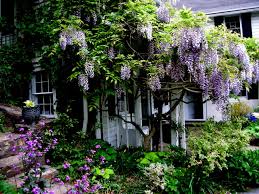 Attēlu rezultāti vaicājumam “Hosta sp. flower”