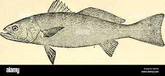 Image result for Cynoscion regalis