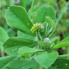 Attēlu rezultāti vaicājumam “Oenothera rubricauli bud”