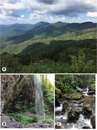 Attēlu rezultāti vaicājumam “Blepharostoma trichophyllum sporophyte”