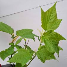 Attēlu rezultāti vaicājumam “Acer rufinerve”