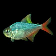 Attēlu rezultāti vaicājumam “Bilimbia tetramera”