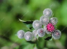 Attēlu rezultāti vaicājumam “Arctium tomentosum”