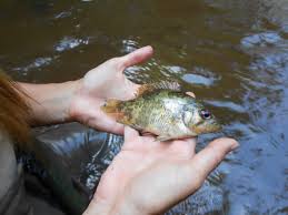 Image result for Alosa alabamae