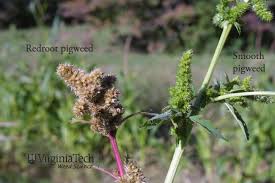 Attēlu rezultāti vaicājumam “Amaranthus retroflexus leaf”