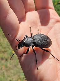 Attēlu rezultāti vaicājumam “Carabus coriaceus”